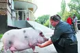 Хтось із льохи готує печеню, когось свиня… у ліжку зігріває