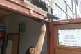 Тернопільські галки поза чергою прилітають по хачапурі