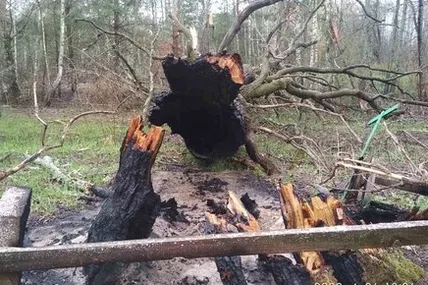 росіяни знищили стародавній дуб (ФОТО)