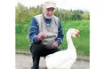 Гусак ходить за господарем, як за гускою