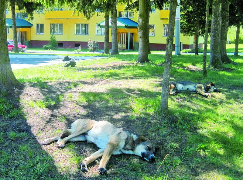 У солдатів обідня перерва – можна і їхнім чотирилапим друзям біля казарми перепочити...