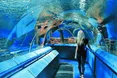 «Морська вода робиться в акваріальній зоні океанаріуму»