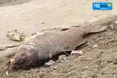 «Це ганьба і сором»: боєць бригади «Лють» різко розкритикував поліцію через стрілянину в Києві