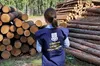 Знищив понад дві тисячі дерев під прикриттям пасовища: на Сумщині бізнесмена підозрюють у завданні збитків на 36 мільйонів