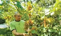 Як виростити органічний виноград