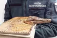 У Польщу везли «кусючу» сумочку