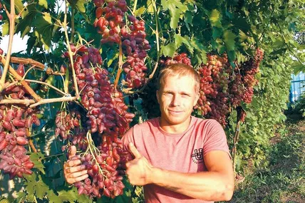 Таким гронам Дмитра Ткаченка можна лише позаздрити! Фото з сімейного архіву Дмитра Ткаченка