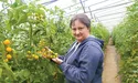 Дозрівають помідори біля лінії розмежування