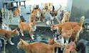 Котяче царство