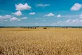 На Львівщині посівні площі збільшують завдяки вільним сільськогосподарським ділянкам
