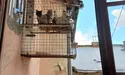 Сусіди називають його «котячим татом»