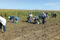 Урожай для Перемоги