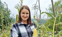 Виростають кукурудза і спельта