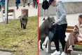 Дикі свині набиваються людям у друзі