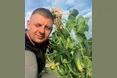 Виростають ваговиті плоди