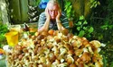 Гриби збирають навіть уночі з... ліхтариками