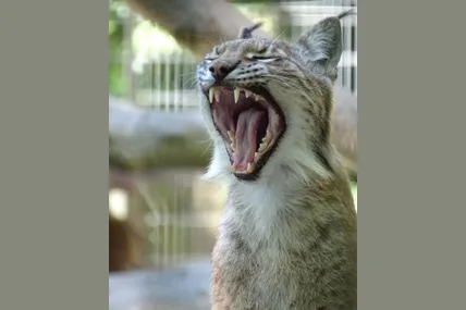 Фото із соцмереж Aalborg Zoo