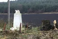 Старі придорожні дерева падають на святині. І на людей