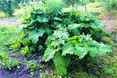 ПередІванові лопухи