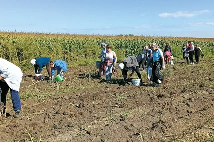 Члени громади активно взялися за збір картоплі. Фото Здовбицької ТГ.