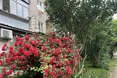 Кущ троянди