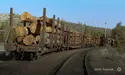 Нові правила на ринку деревини: хто встановлює та хто заробляє
