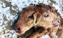 Теля — одне, а мордочок у нього дві…