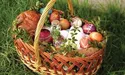 На Великдень проситимемо в Бога миру