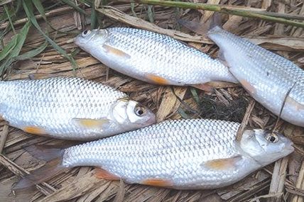 Вересень зазвичай щедро ділиться живим сріблом своїх водойм
