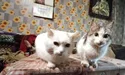Прийняв і непрошених гостей