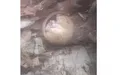 Аби врятувати новонароджену соню, відмовилися зрізати дерево