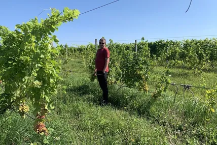 Житель Зіболків Юрій Федина показує для «ВЗ» виноградники. Фото автора