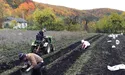 Роль добрив для картоплі виконала… медоносна фацелія