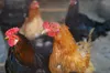 У селі біля Львова оштрафували власницю собак: вони загризли 19 курей