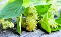 Цілюща липа. Рецепти від "Високого Замку"