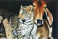 Корова годувала своїм молоком… леопарда