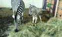 Новонародженим тваринам – «фронтові» клички