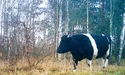 Чорнобильським коровам пастуха не треба
