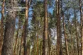 На Житомирщині викрили схему незаконної вирубки майже 200 сосен