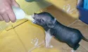 Став «швидкою допомогою» для поросят