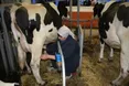 Літр молока в супермаркеті – 12-20 гривень, а селянам платять по 2,50