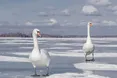 У Шацьку зимують лебеді: як за ними доглядають