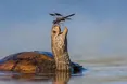 І черепахи вміють усміхатися…