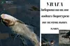 На Львівщині запровадили заборону на вилов риби у зимувальних ямах