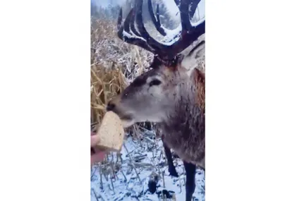 Олень Борька бере хліб з рук лісника Руслана.