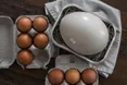 Що робити зі страусячим яйцем? Ціна на гастродивину — від 1000 до 1600 грн