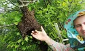 Сільський староста за весну зловив… 14 бджолиних роїв