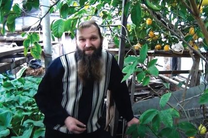 Узимку плодоносять лимони