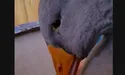 Гусак Моллі плакав за гускою Доллі...
