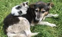 Ще б так усі жили, як ці собака з котиком…